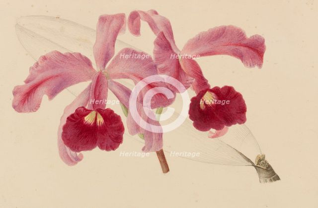 Originaux de publications d´horticulture et d´arboriculture, 1878-1881. Creator: Pannemaeker, Pieter Joseph de (1832-1904).
