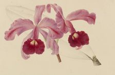 Originaux de publications d´horticulture et d´arboriculture, 1878-1881. Creator: Pannemaeker, Pieter Joseph de (1832-1904)