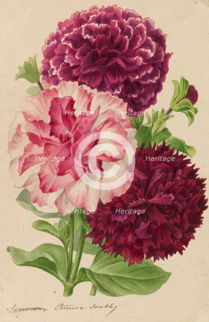 Originaux de publications d´horticulture et d´arboriculture, 1878-1881. Creator: Pannemaeker, Pieter Joseph de (1832-1904).