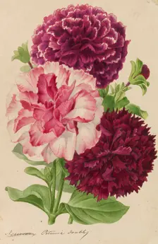Originaux de publications d´horticulture et d´arboriculture, 1878-1881. Creator: Pannemaeker, Pieter Joseph de (1832-1904)