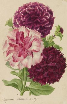 Originaux de publications d´horticulture et d´arboriculture, 1878-1881. Creator: Pannemaeker, Pieter Joseph de (1832-1904)