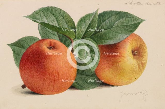 Originaux de publications d´horticulture et d´arboriculture, 1878-1881. Creator: Pannemaeker, Pieter Joseph de (1832-1904).