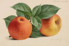 Originaux de publications d´horticulture et d´arboriculture, 1878-1881. Creator: Pannemaeker, Pieter Joseph de (1832-1904)