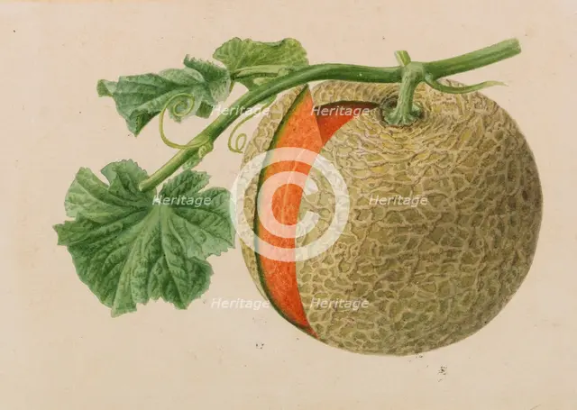 Originaux de publications d´horticulture et d´arboriculture, 1878-1881. Creator: Pannemaeker, Pieter Joseph de (1832-1904).