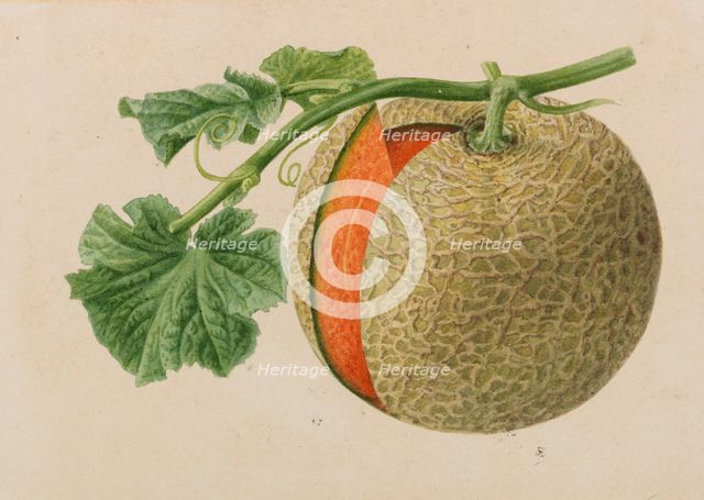 Originaux de publications d´horticulture et d´arboriculture, 1878-1881. Creator: Pannemaeker, Pieter Joseph de (1832-1904).