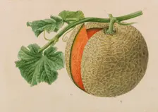 Originaux de publications d´horticulture et d´arboriculture, 1878-1881. Creator: Pannemaeker, Pieter Joseph de (1832-1904)