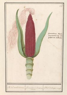 Ornamental corn (Zea mays), 1596-1610. Creators: Anselmus de Boodt, Elias Verhulst