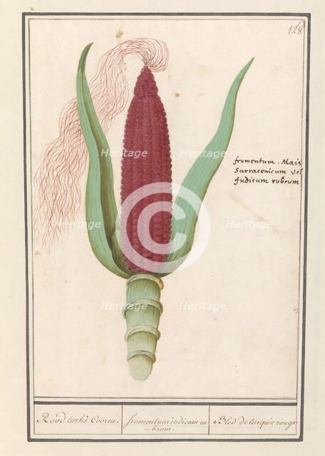 Ornamental corn (Zea mays), 1596-1610. Creators: Anselmus de Boodt, Elias Verhulst.