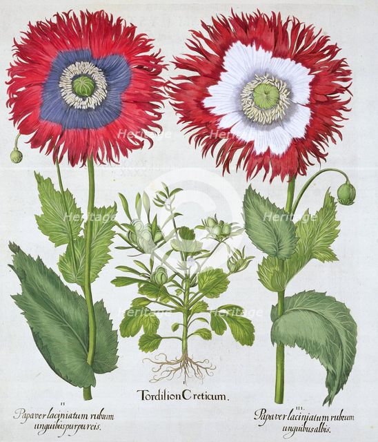 Ornamental poppies, 1613. Creator: Unknown.