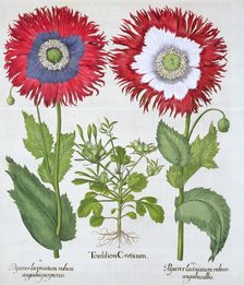 Ornamental poppies, 1613. Creator: Unknown
