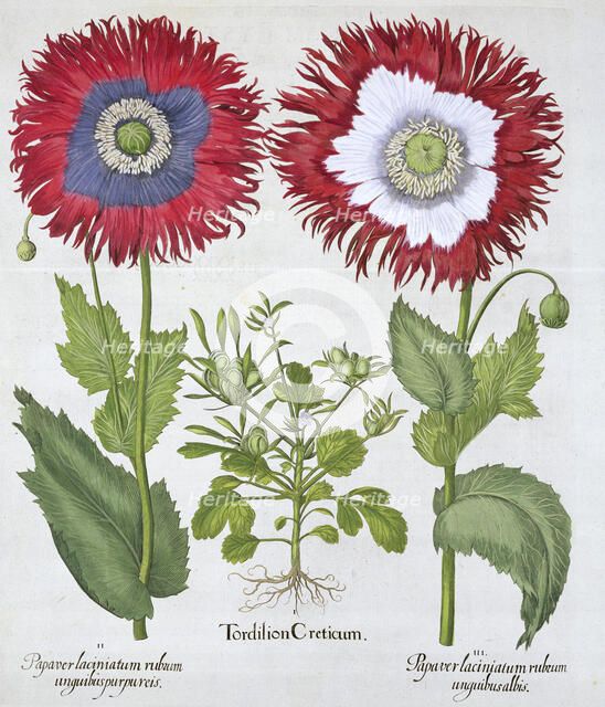 Ornamental poppies, 1613. Artist: Unknown