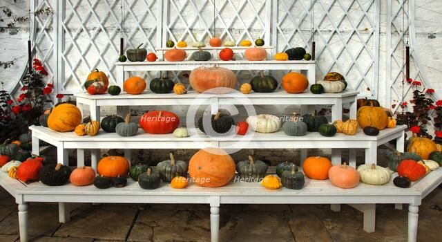 Ornamental pumpkins and squashes in the Vine house, Audley End, Saffron Walden, Essex, c2006.  Artist: Peter Williams.