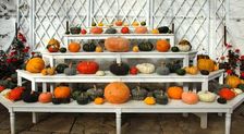 Ornamental pumpkins and squashes in the Vine house, Audley End, Saffron Walden, Essex, c2006. Artist: Peter Williams