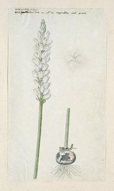 Ornithogalum conicum Jacq., 1778-1786. Creator: Robert Jacob Gordon
