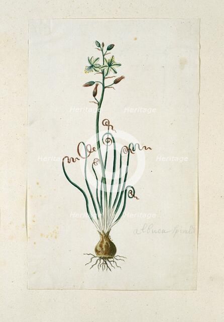 Ornithogalum Polyphyllum Jacq, 1777-1786. Creator: Robert Jacob Gordon.