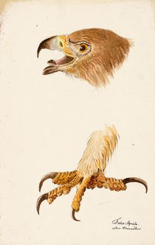 Ornithological Study, c.1800. Creator: Kuhn, G. (active 1795-1825)