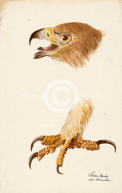 Ornithological Study, c.1800. Creator: Kuhn, G. (active 1795-1825).