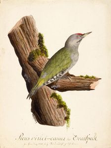 Ornithological Study, c.1800. Creator: Kuhn, G. (active 1795-1825)