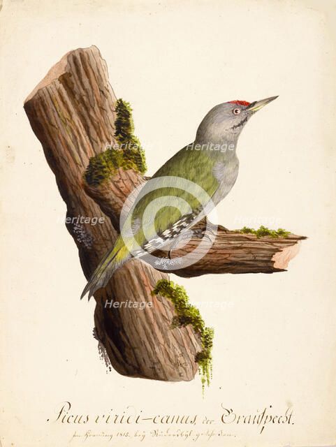 Ornithological Study, c.1800. Creator: Kuhn, G. (active 1795-1825).