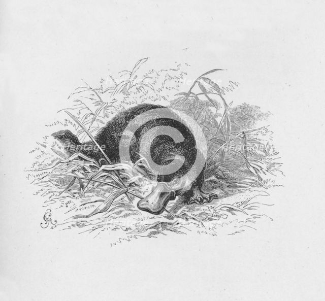 'Ornithorhynchus Paradoxus',  c1885, (1890). Artist: Robert Taylor Pritchett.
