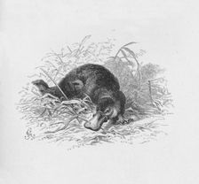 Ornithorhynchus Paradoxus c1885, (1890). Artist: Robert Taylor Pritchett