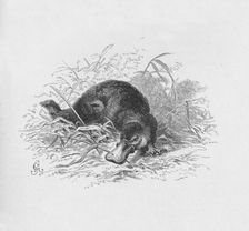 Ornithorhynchus Paradoxus c1885, (1890). Artist: Robert Taylor Pritchett
