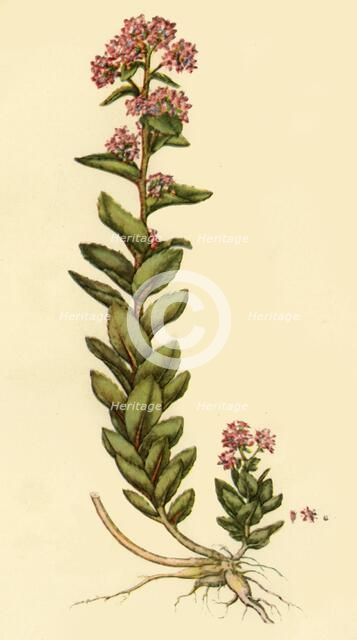 'Orpine', 1777, (1944). Creator: Unknown.