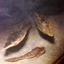 Ostracaderms, (Jawless Fish) from West of England, Early Devonian