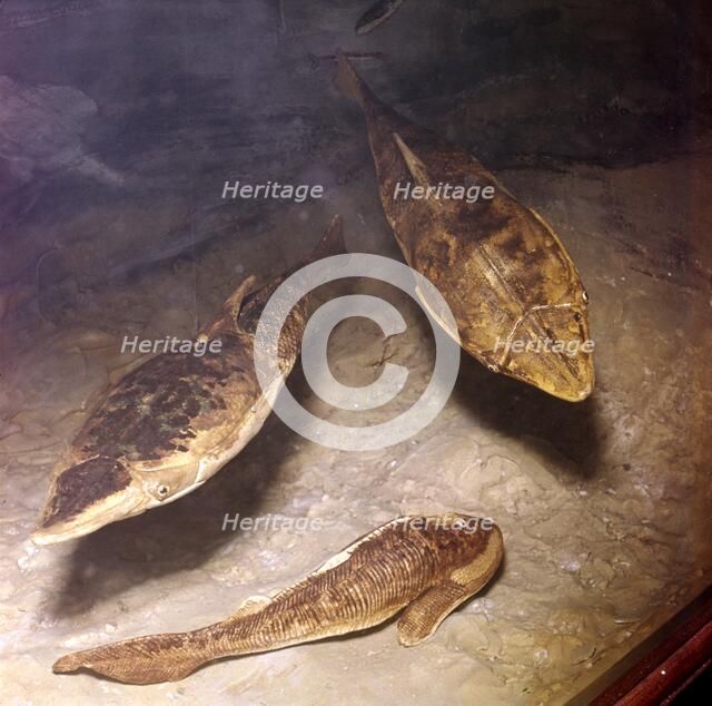 Ostracaderms, (Jawless Fish) from West of England, Early Devonian. Artist: Unknown.