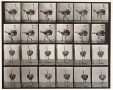 Ostrich, 1872-1885. Creator: Eadweard J Muybridge
