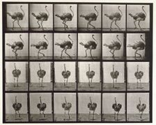 Ostrich, 1872-1885. Creator: Eadweard J Muybridge