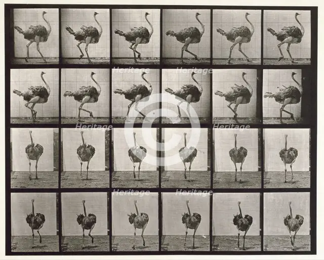 Ostrich, 1872-1885. Creator: Eadweard J Muybridge.