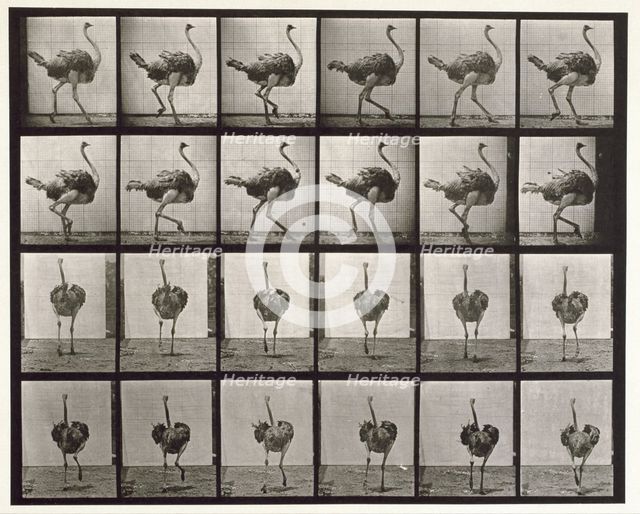 Ostrich, 1872-1885. Creator: Eadweard J Muybridge.