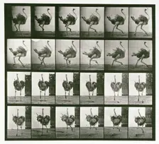 Ostrich, 1872-1885. Creator: Eadweard J Muybridge