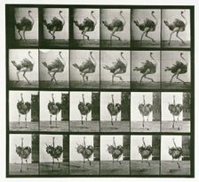 Ostrich, 1872-1885. Creator: Eadweard J Muybridge