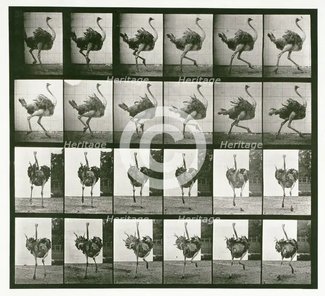 Ostrich, 1872-1885. Creator: Eadweard J Muybridge.