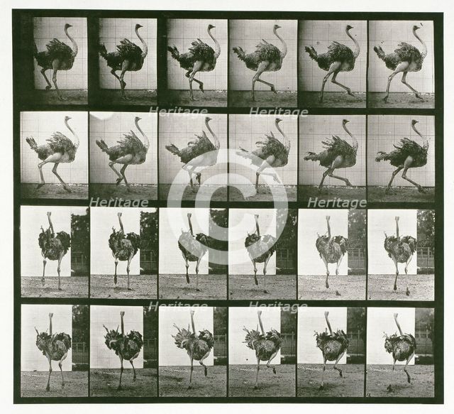 Ostrich, 1872-1885. Creator: Eadweard J Muybridge.