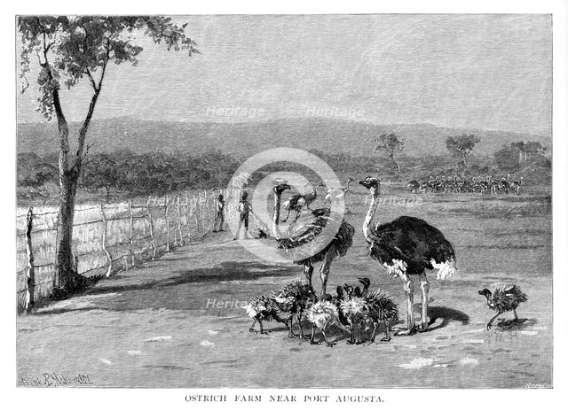 Ostrich farm near Port Augusta, South Australia, 1886. Artist: Frank P Mahony