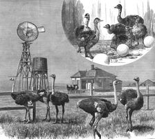 Ostrich Farm at Los Angeles, California 1888. Creator: Unknown