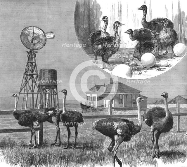 '' Ostrich Farm at Los Angeles, California', 1888. Creator: Unknown.
