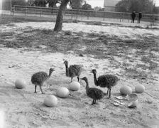 Ostrich farm, Hot Springs, Ark., between 1880 and 1930. Creator: Unknown