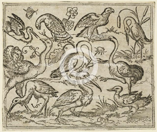 Ostrich on left side with nine other birds, including a heron and a pelican..., 1557. Creator: Virgil Solis.