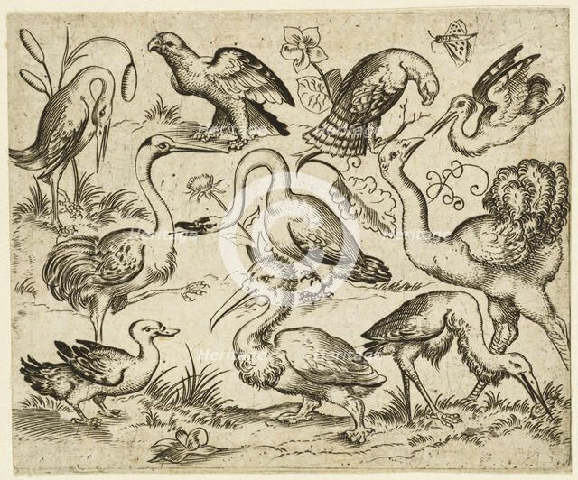 Ostrich on left side with nine other birds, including a heron and a pelican..., after 1557.  Creator: Virgil Solis.