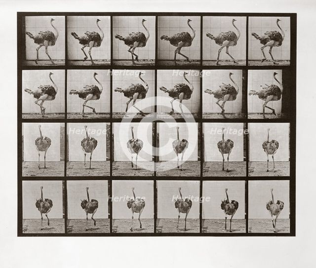 Ostrich Running, Plate 772 from Animal Locomotion, 1887 (photograph)