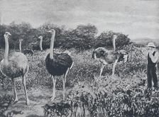 Ostriches 1924
