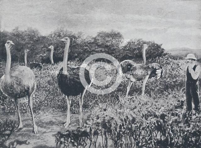 'Ostriches', 1924. Artist: Unknown.