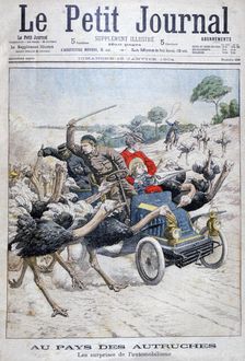Ostriches attacking a car, California, USA, 1904
