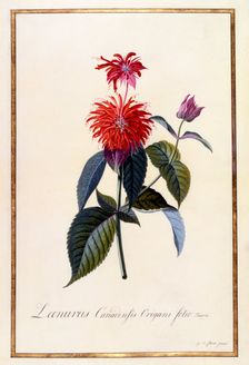 Oswego Tea Plant, c 1740 (hand coloured engraving). Creator: "Georg Dionysius Ehret (1710 - 70); Ehret, Georg Dionysius (1710-1770)"