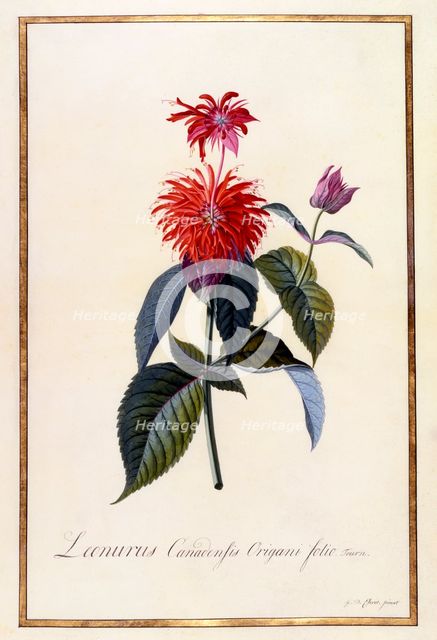 Oswego Tea Plant, c 1740 (hand coloured engraving). Creator: "Georg Dionysius Ehret (1710 - 70); Ehret, Georg Dionysius (1710-1770)".