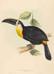 Osculant Toucan (Ramphastos osculans). Creators: John Gould, Elizabeth Gould